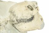 Fossil Oreodont (Merycoidodon) Skeleton - Nearly Complete! #232222-8